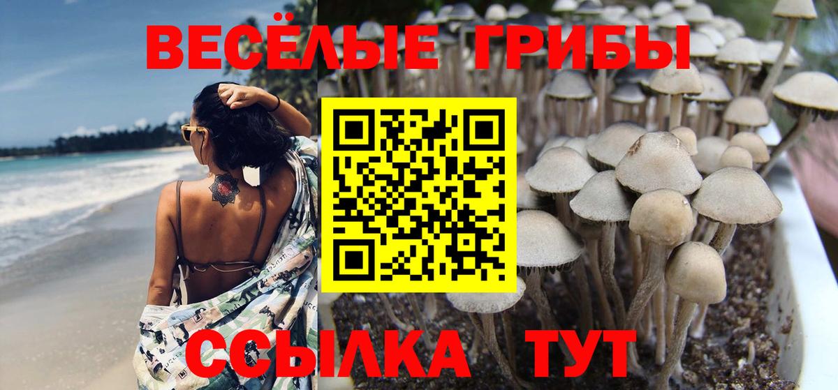 Галлюциногенные грибы Psilocybe Орск
